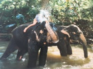 Sri Lanka mit Elefanten Baden Auslandspraktikum