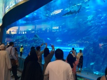 Dubai Aquarium tauchen - Mall of the Emirates