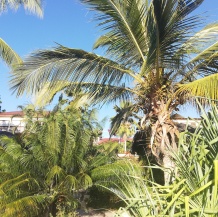 Exotic Palm trees on Zanzibar